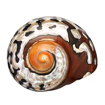 Dabas Perlamutra Lielo Skrūvi 8-10cm Čaulas Gliemene Koraļļu Kolekcionējamus Vidusjūras Akvāriju Ornamenti, Jūras Gliemeži