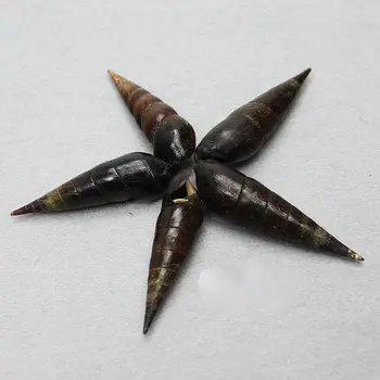 Heiwei gliemeža 5-6 cm Oncomelania dabas čaulas gliemene jūras ezis starfish jūras dzelzs koks Vidusjūras mājas apdare